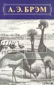 Книга Жизнь животных, Том II, Птицы Жизнь животных, Том II, Птицы