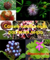 Минеев Александр - Удивительное рядом: самые необычные растения мира