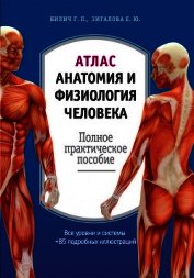 Книга Атлас: анатомия и физиология человека. Полное практическое пособие Атлас: анатомия и физиология человека. Полное практическое пособие