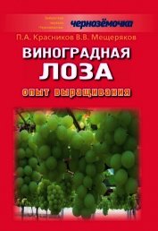 Виноградная лоза. Опыт выращивания
