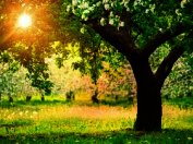 Книга Секреты седого знахаря (СИ) Секреты седого знахаря (СИ)