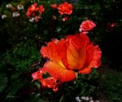 Молитва женщины (СИ)
