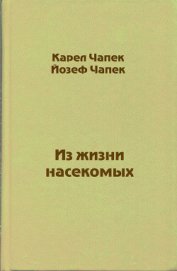 Из жизни насекомых